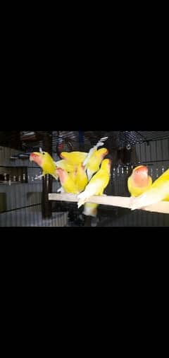 lovebirds comman latino red eye  Breeder pair 11 available
