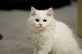White Fluffy Persian Cat