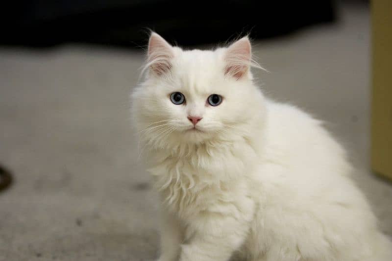 White Fluffy Persian Cat 0
