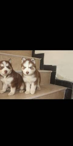 Siberian husky puppies available