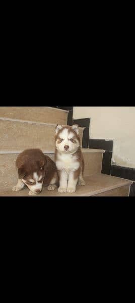 Siberian husky puppies available 5