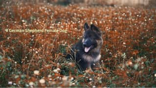 German Shepherd female puppy