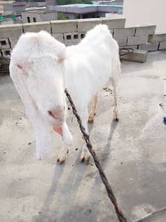 Rajan Pur Goats for Sale