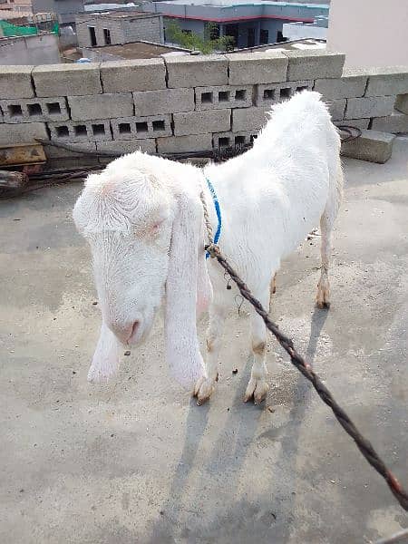 Rajan Pur Goats argant sale 1