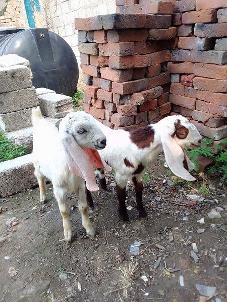 Rajan Pur Goats argant sale 3