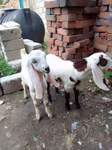 Rajan Pur Goats argant sale 4