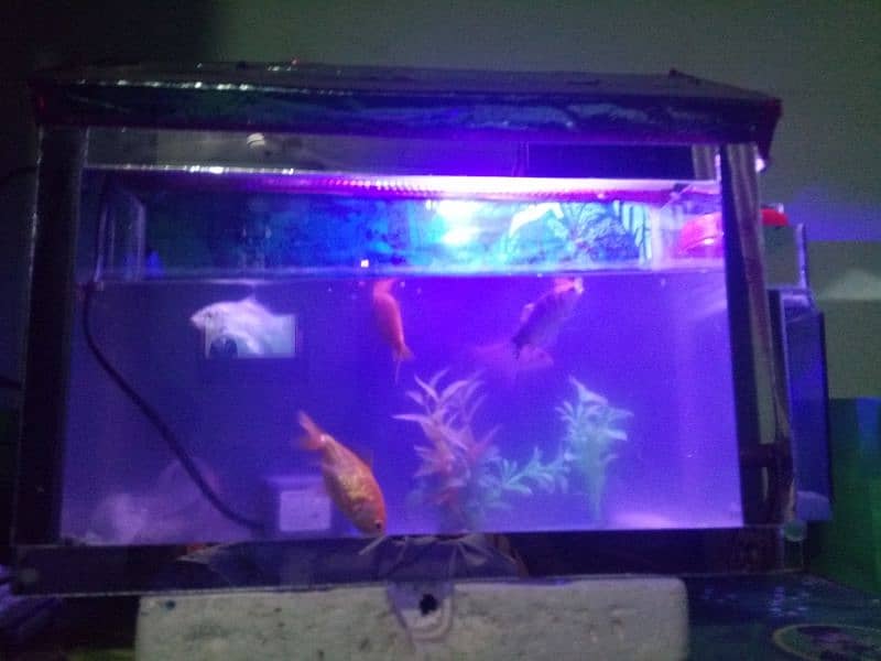 very beautiful aquarium and fish 0