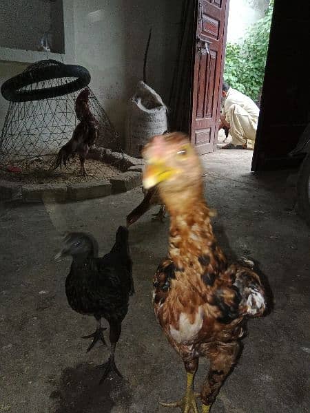 Ayam Cemani Chicks 1