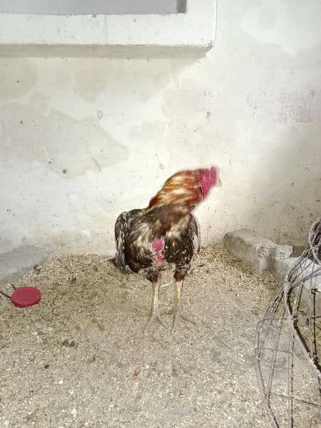 Ayam Cemani Chicks 2