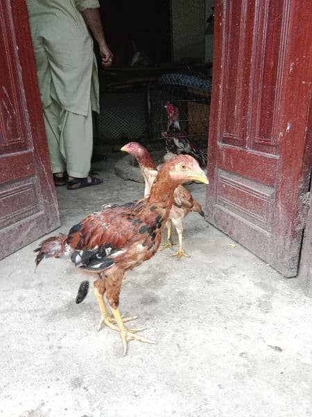 Ayam Cemani Chicks 4