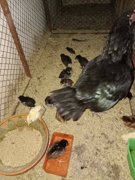 Ayam Cemani Chicks 8