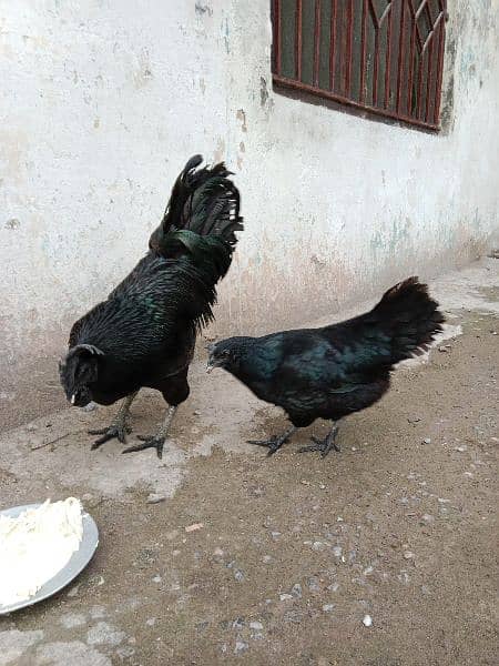 Ayam Cemani Chicks 9