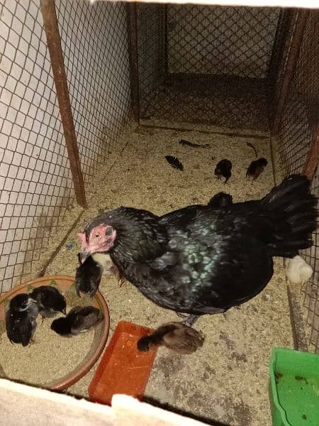 Ayam Cemani Chicks 10