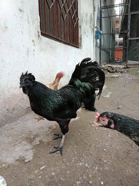 Ayam Cemani Chicks 19