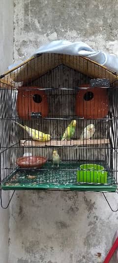 one pair red eyes one pair black eyes with cage for sale 0