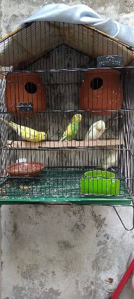one pair red eyes one pair black eyes with cage for sale 1