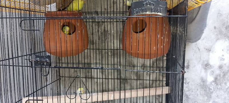 one pair red eyes one pair black eyes with cage for sale 6