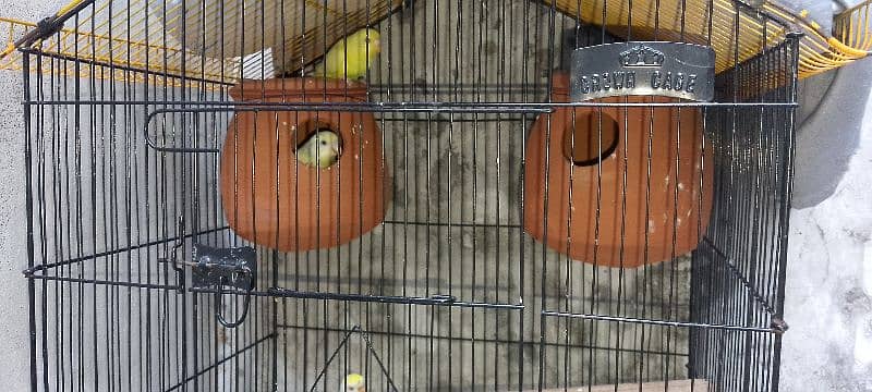 one pair red eyes one pair black eyes with cage for sale 7