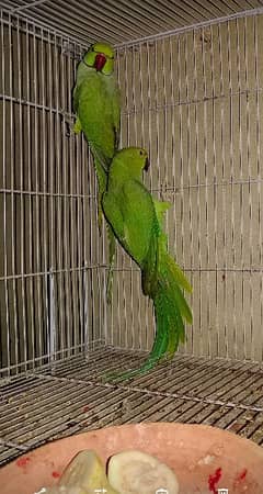 Green Ringneck Parrot 0312-2001-316