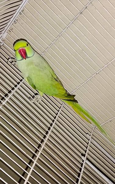 Green Ringneck Parrot 0312-2001-316 3