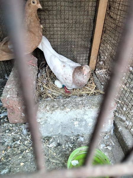 Budapest pigeon breeder pair healthy and active 1