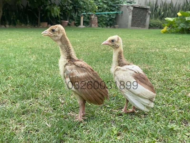 peacock chicks / Black Shoulder /Peacoc White bule and black available 0