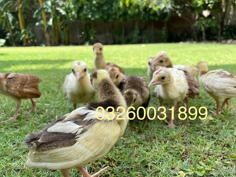 peacock chicks / Black Shoulder /Peacoc White bule and black available 1