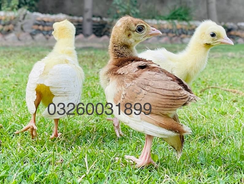 peacock chicks / Black Shoulder /Peacoc White bule and black available 2