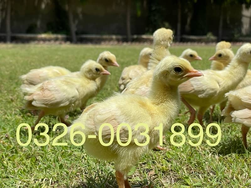 peacock chicks / Black Shoulder /Peacoc White bule and black available 3