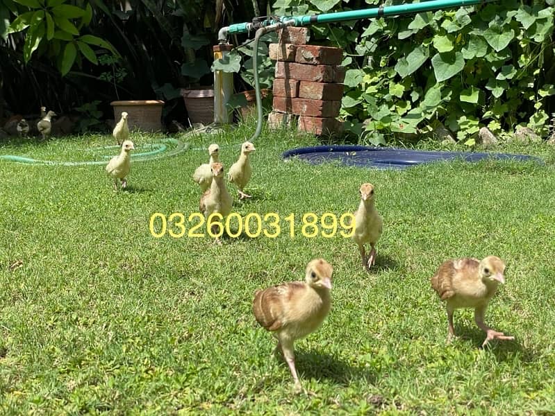 peacock chicks / Black Shoulder /Peacoc White bule and black available 4
