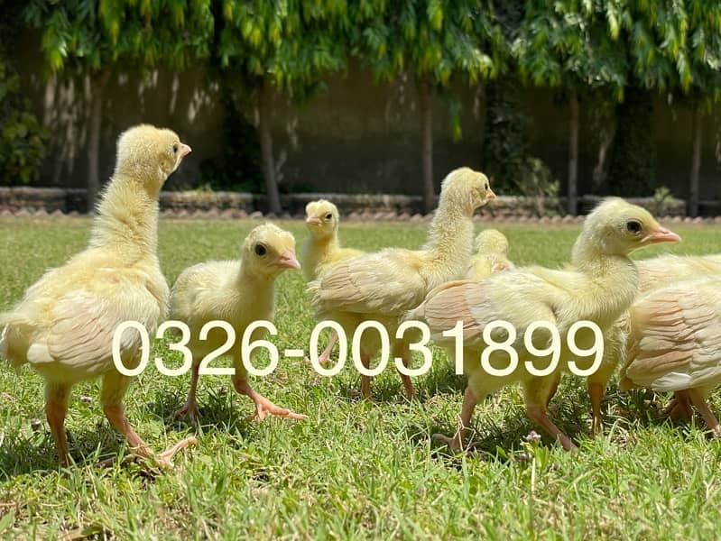 peacock chicks / Black Shoulder /Peacoc White bule and black available 5