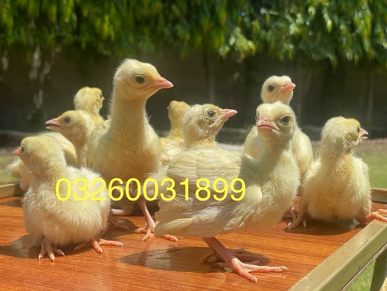 peacock chicks / Black Shoulder /Peacoc White bule and black available 6