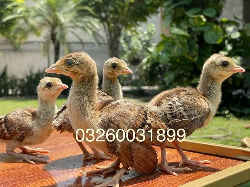 Peacocks Chicks Avaibale | موروں کے بچے 7