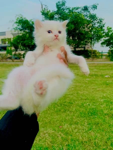 Beatiful Persian Kitten Blue Eyes 4