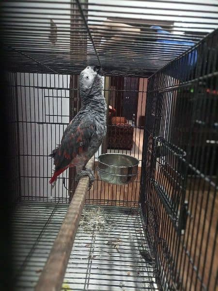 grey parrot 5
