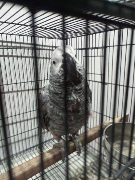 grey parrot 6