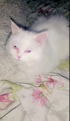 persian Cat Double Coated With Blue Eye