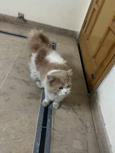 1.4 years old male Persian cat 0