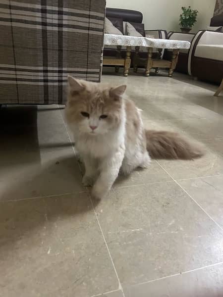 1.4 years old male Persian cat 1