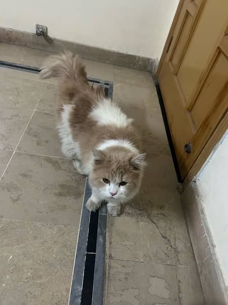 1.4 years old male Persian cat 2