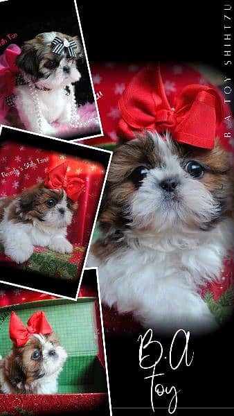 show class high quality shihtzu puppies available 0