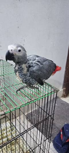Congo size grey parrot chick Karachi breed