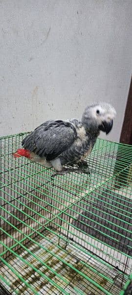 Congo size grey parrot chick Karachi breed 2