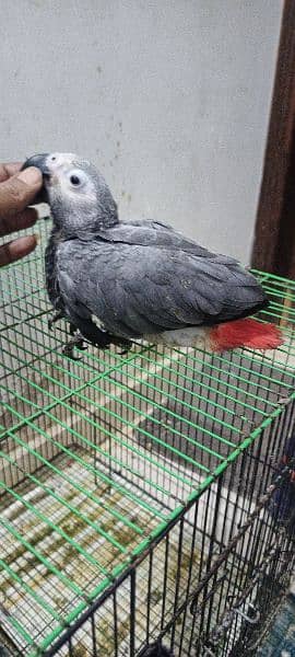 Congo size grey parrot chick Karachi breed 4