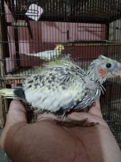 Cocktail chicks for best hand tame for sale