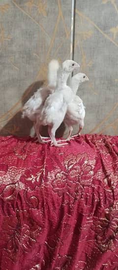 MASHAALLAH pure German shamo paper white  chicks