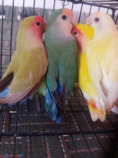 LOTINO AND GREEN LOVE BIRDS CREMINO NON RING 2
