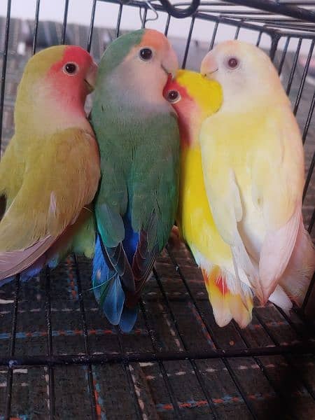 LOTINO AND GREEN LOVE BIRDS CREMINO NON RING 3