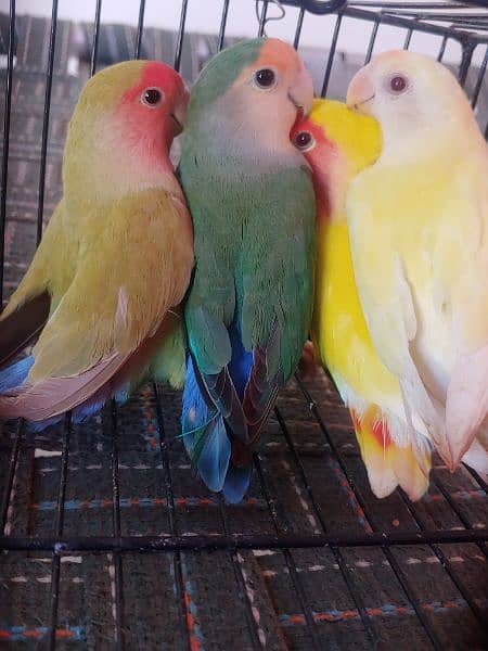 LOTINO AND GREEN LOVE BIRDS CREMINO NON RING 4