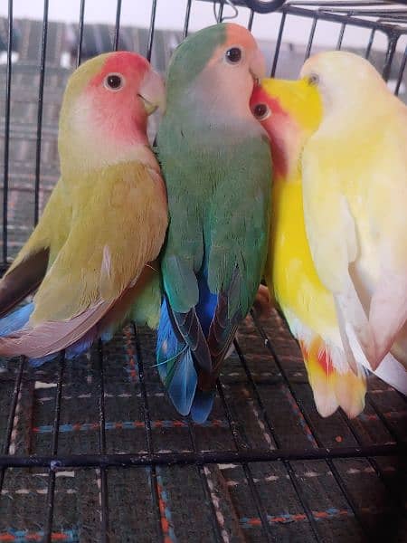 LOTINO AND GREEN LOVE BIRDS CREMINO NON RING 5